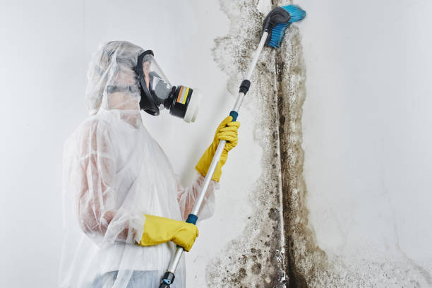 Mold Testing and Removal in Audubon, IA