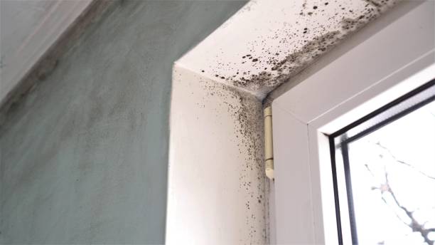 Best Home Mold Removal  in Audubon, IA