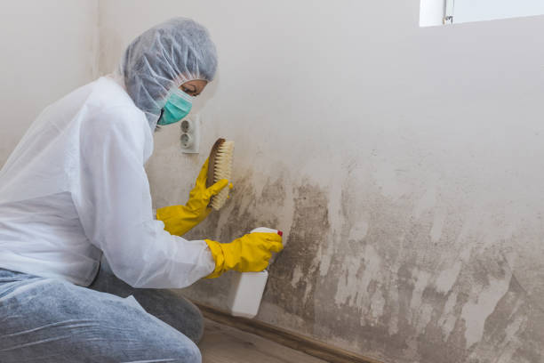 Best Emergency Mold Removal  in Audubon, IA