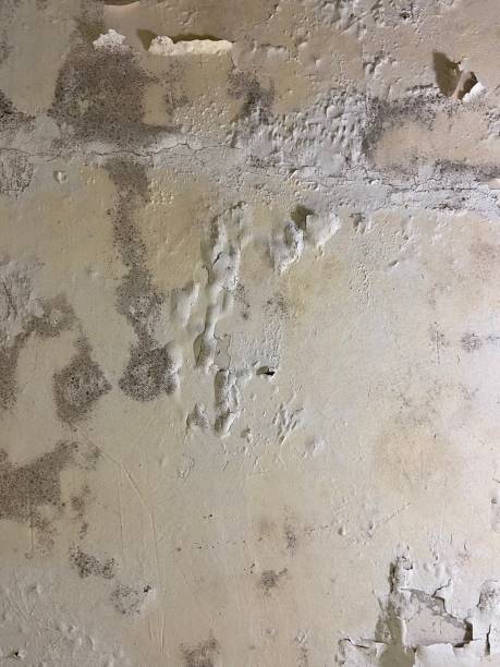 Best Toxic Mold Removal  in Audubon, IA