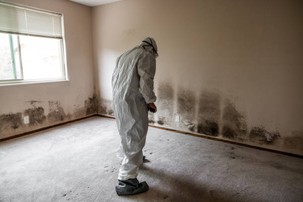 Best Best Mold Removal Companies  in Audubon, IA