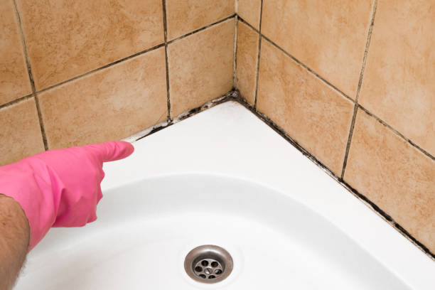 Best Mold Removal and Inspection  in Audubon, IA